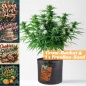 Preview: Grow Pot Coco Mix